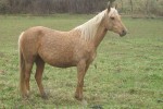 palomino